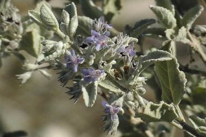 Hyptis_emoryi_flowers_001