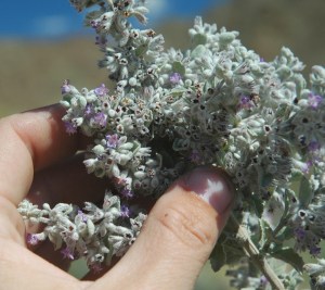 Hyptis_emoryi_flowers_002