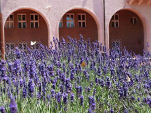 lavendula in Hungary