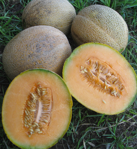 Delicious and well adapted, this Mayo Minol grande is perfect for Baja Arizona