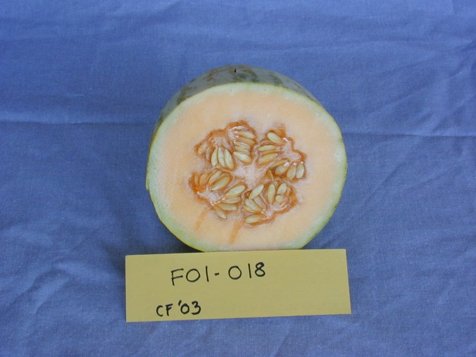 Melon de Castille from NativeSeeds/SEARCH--another summer treat