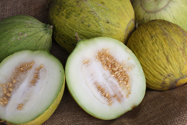 Tohono O'odham keli ba:so--by any name, a success for Baja Arizona gardens