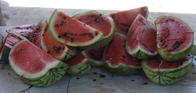 Refreshing and prolific are Mayo Indian watermelon (photo from Mission Garden)