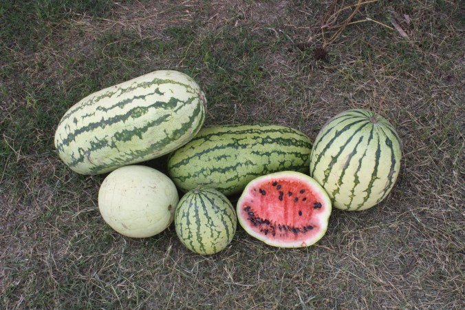 Native Mayo watermelon from the hot coastal plains of Sonora (seed from NativeSeeds/SEARCH)