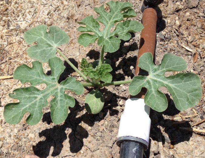 Seedling Tohono O'odham watermelon emerges with a water-assist