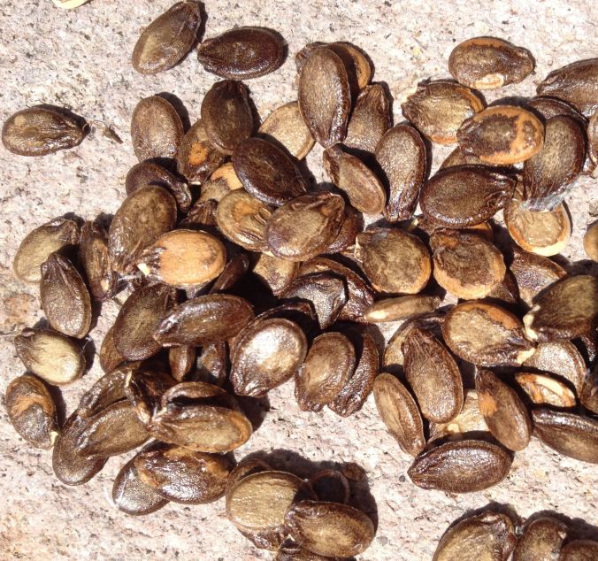 The seeds are READY to put in the ground! All they need is a little help!