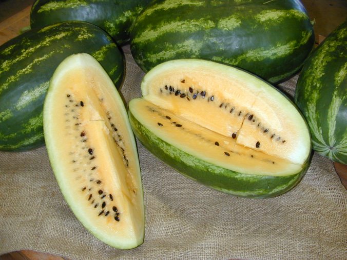 Unique rich flavor, color, and hot-weather-hardy--that's Tohono O'odham yellow watermelon