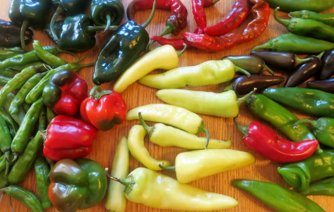 late summer is chile season at Tucson CSA, Walking J, Santa Cruz Farmers' Market Consignment