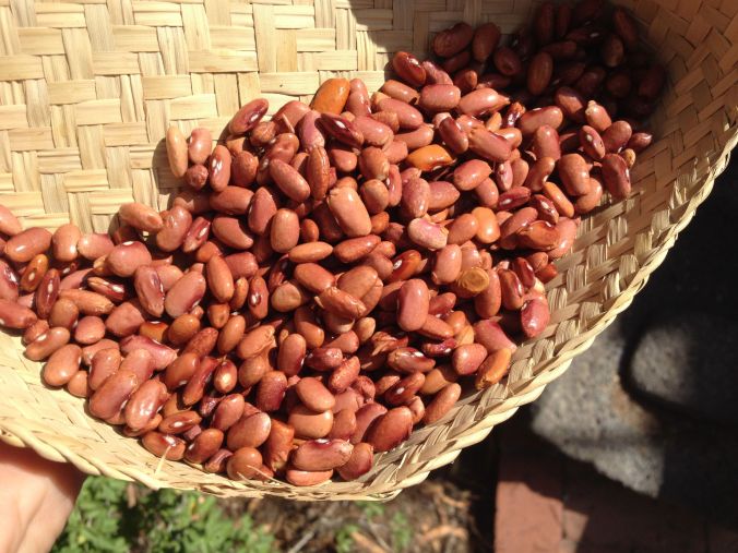 Flor de Mayo beans in Mayo palm basket (beans and baskets from Sunday St Phillips market)