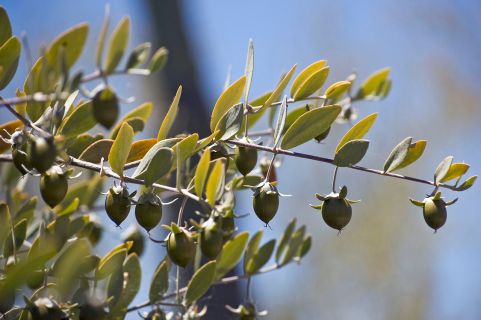 jojoba green fruit
