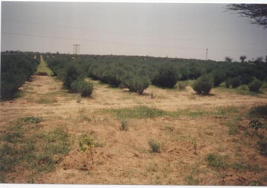 jojoba plantation in India