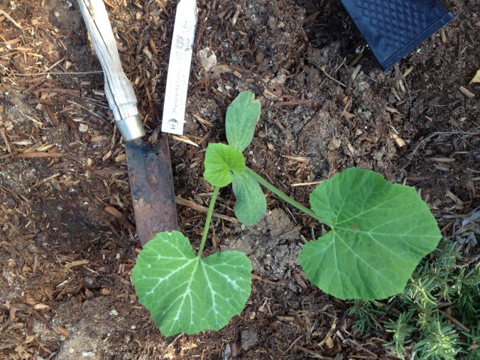Happily planted--seedling Magdalena Big Cheese Squash seedling from NativeSeeds/SEARCH monsoon plant sale still on!