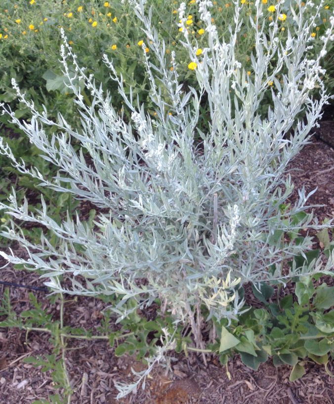 Estafiate--all purpose Artemisia ludoviciana--in the herb plot, Mission Garden (MABurgess photo)