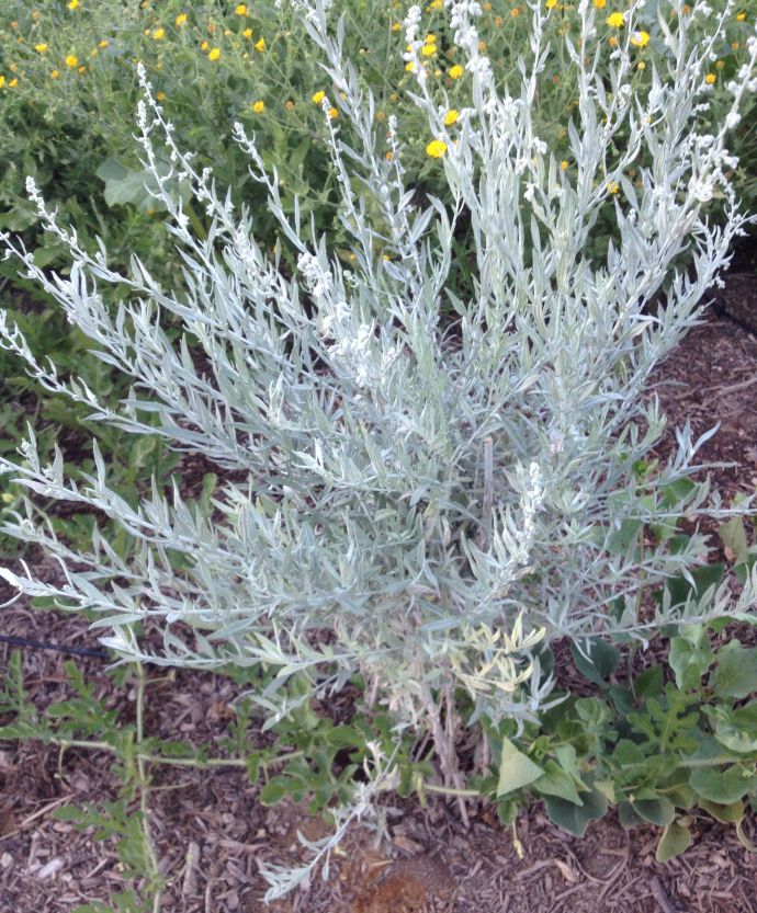 Estafiate--all purpose Artemisia ludoviciana--in the herb plot, Mission Garden (MABurgess photo)
