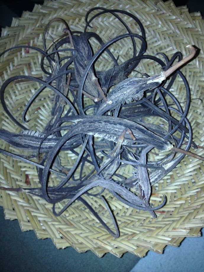 Tangled wild devilsclaw dry pods ready to split for basketry and seed harvesting (MABurgess)