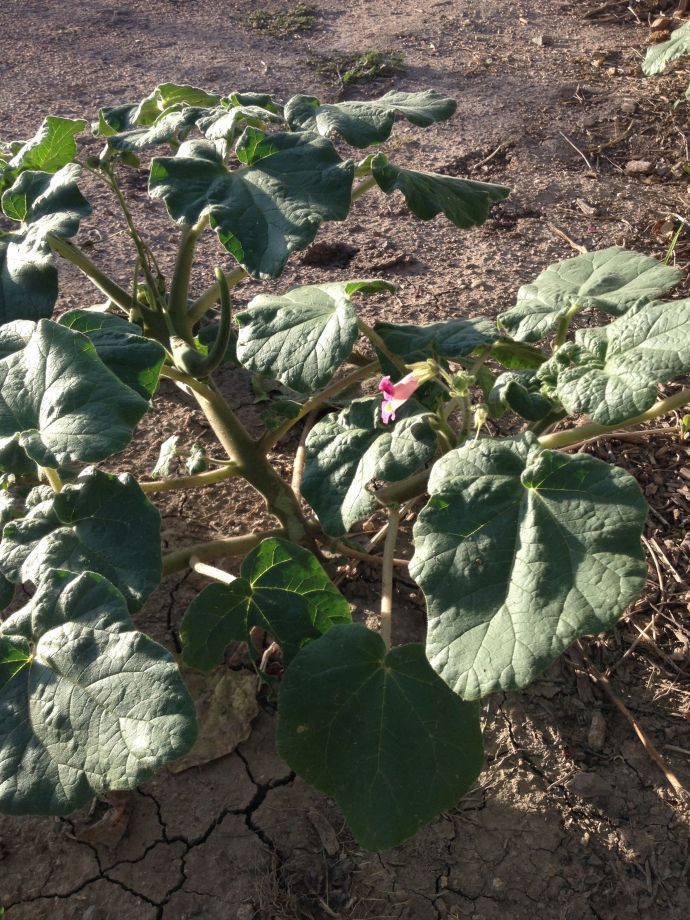 Brush leaves of devilsclaw for a cooling sensation (MABurgess)