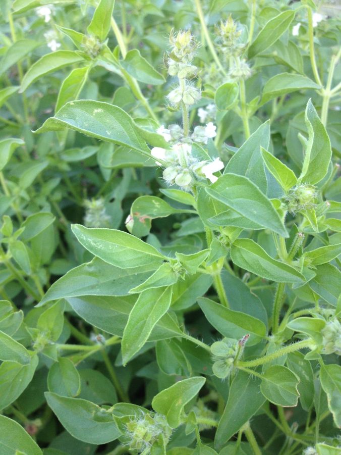 Close-up view of Mrs Burns' Famous Lemon Basil flowers and foliage (MAB)