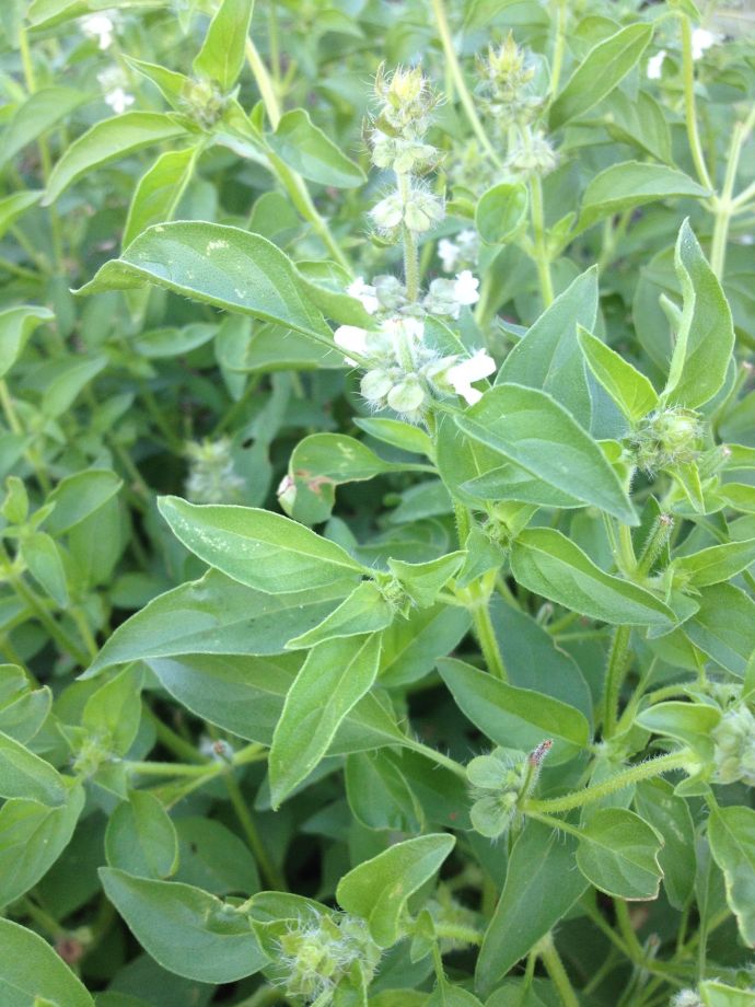 Close-up view of Mrs Burns' Famous Lemon Basil flowers and foliage (MAB)