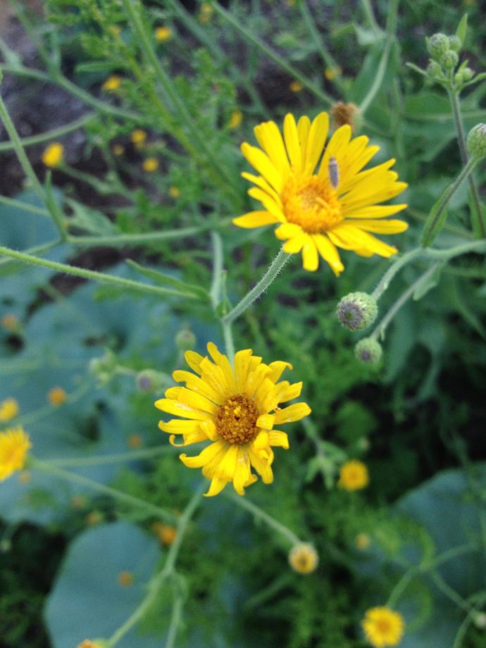 Heterotheca--Mexican arnica flower (MABurgess photo)