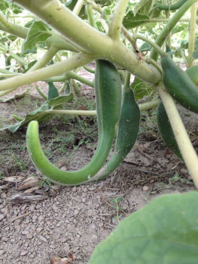 Maturing green devilsclaw pods beyond the food stage (MABurgess)