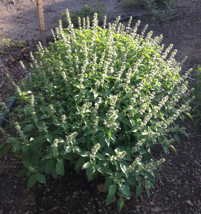 Mrs Burns' Famous Lemon Basil, at Mission Garden (MABurgess photo)