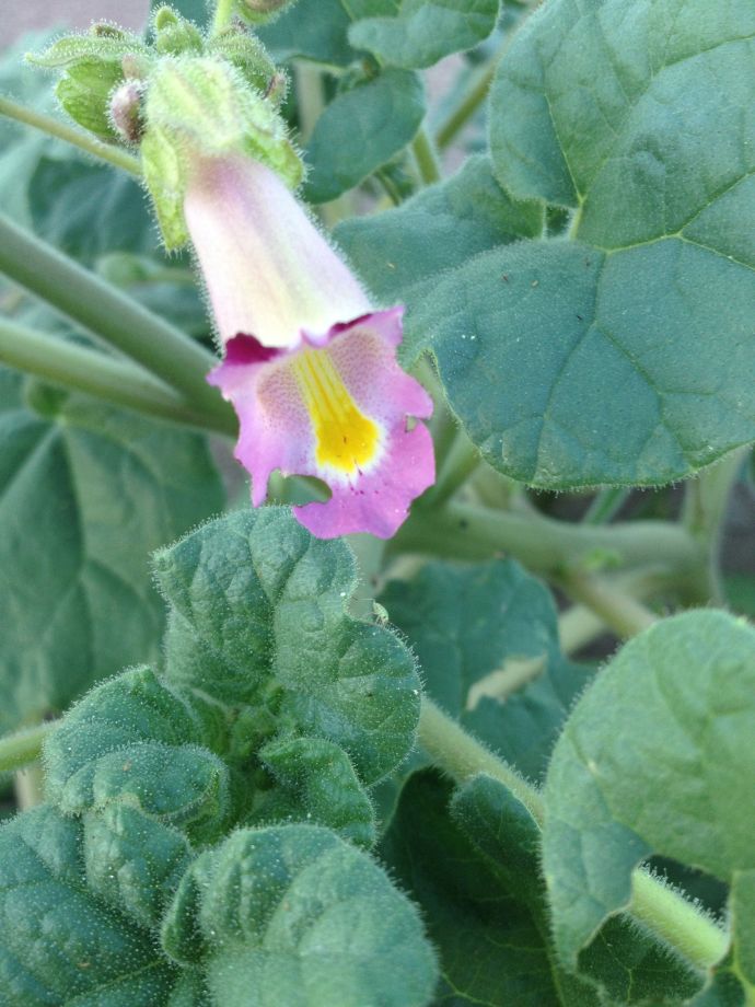 Devilsclaw (Proboscidea) flower close-up (MABurgess photo)