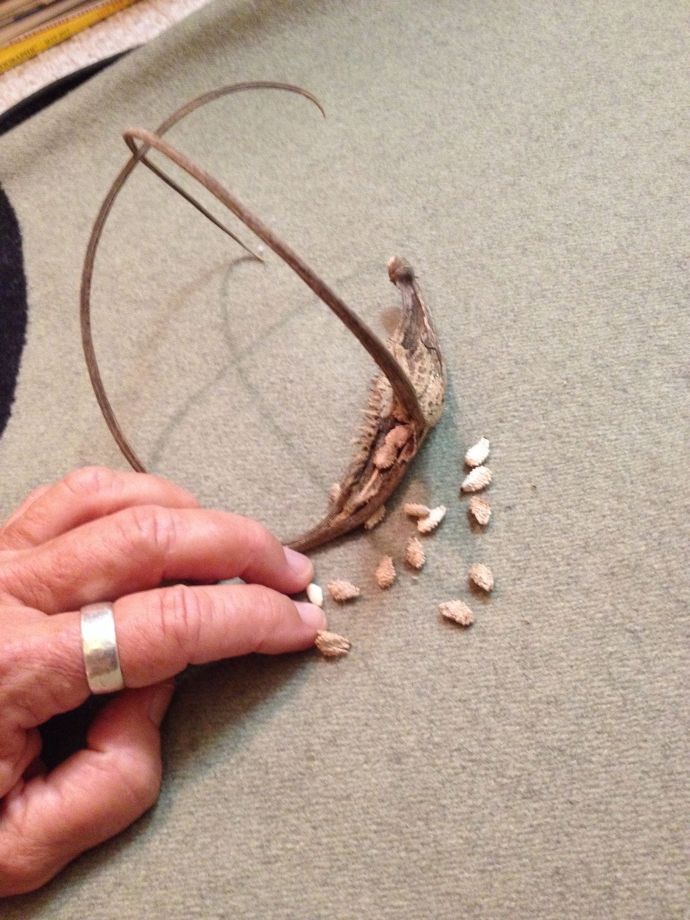 White-seeded domestic devilsclaw has slightly larger seeds like giant sesames (MABurgess photo)