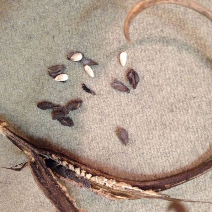 Black seeds of wild devilsclaw from split pod.  White inner seeds delish after peeling (MABurgess photo)