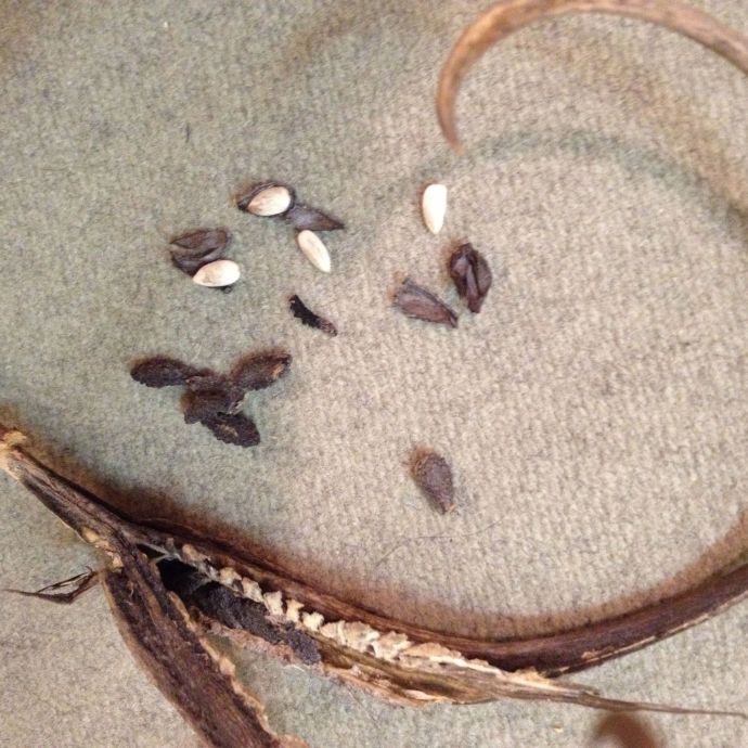 Black seeds of wild devilsclaw from split pod.  White inner seeds delish after peeling (MABurgess photo)