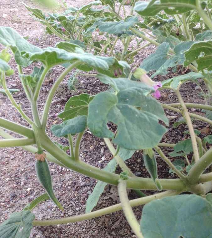 Young, harvestable devilsclaw pods (MABurgess photo)