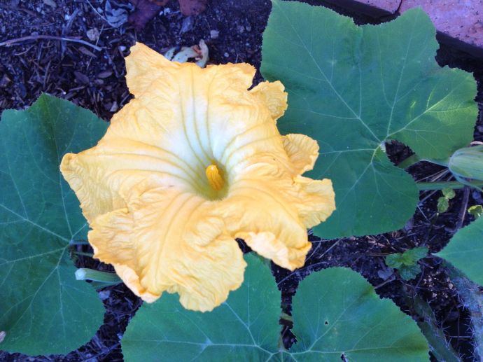 Male flower Magdalena Big Cheese squash (MAB photo)