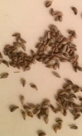 Petroselinum crispum seed crop