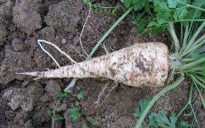 Petroselinum crispum var tuberosum root
