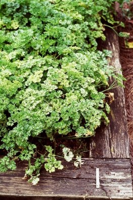 Petroselinum neopolitanum curley parsley_PA_08