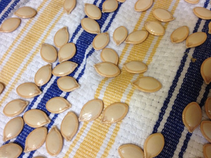Pumpkin seeds cleaned to dry and save for next year's planting (MABphoto)