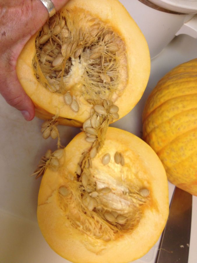 Rich flesh and seed of Tarahumara pumpkin (MABphoto)