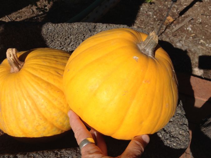 Tarahumara pumpkins Oct2014 from 2013 harvest (MABphoto)