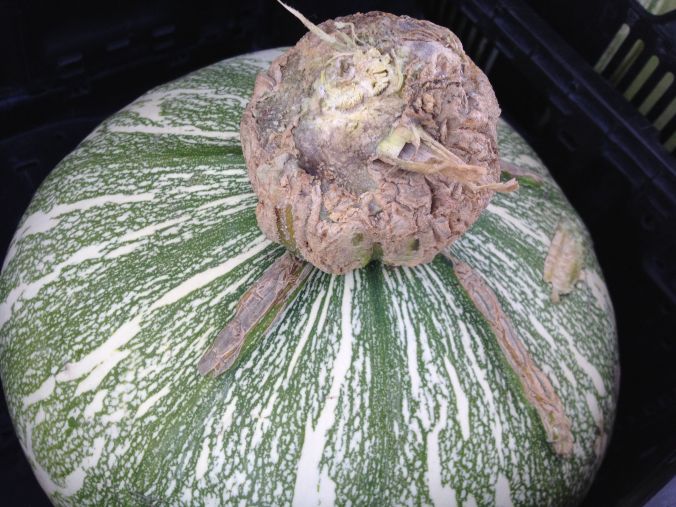Tohono O'odham Ha:l "Papago Pumpkin" showing characteristic corky attachment and colorful stripes (MABphoto)
