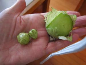 My homegrown tomatillos next to commercial