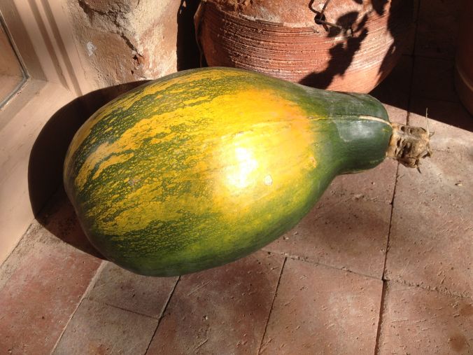 Tohono O'odham cushaw pumpkin known as Ha:l (MABurgess photo)