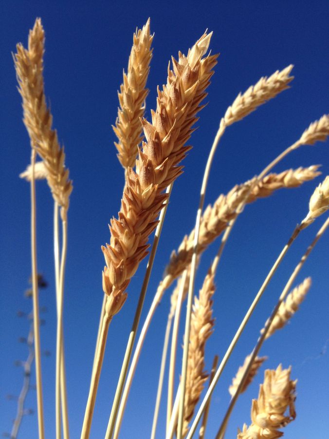 Padre Kino's White Sonora Wheat, being grown again organically by BKWFarms, Marana (photo MABurgess)