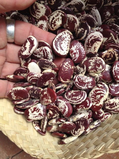 Heirloom Christmas Limas can lend themselves to our BBQ bean recipe as well