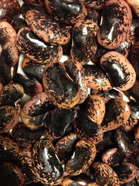 Heirloom Scarlet Runner Beans washed and ready to soak for cooking