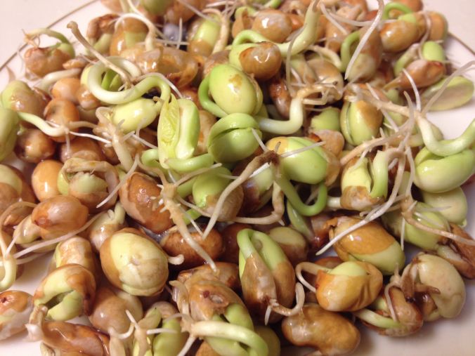 Four Corners Gold bean sprouts on the 2nd day just emerging from seed coat