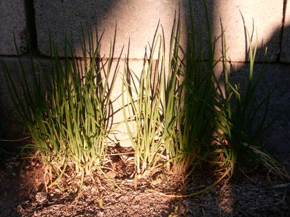 allium I'itoi BUR HPIM0664