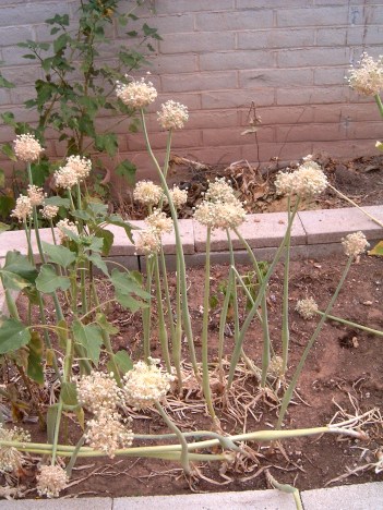 Allium_onion_flowers_J001