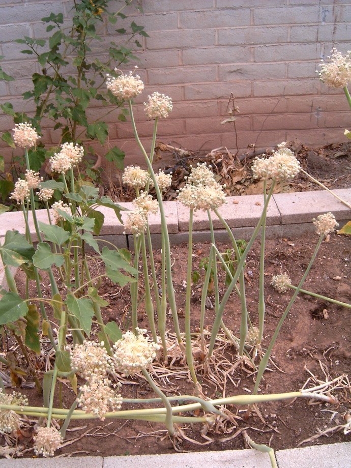 Allium_onion_flowers_J001