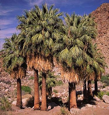 Washingtonia filifera (California fan palm)