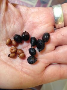 Washingtonia fruit is mostly seed, but the small amount of pulp has a group impact (MABurgess photo)