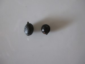 Washingtonia filifera fruit (about 1/4 inch) on left and W. robusta on the right.